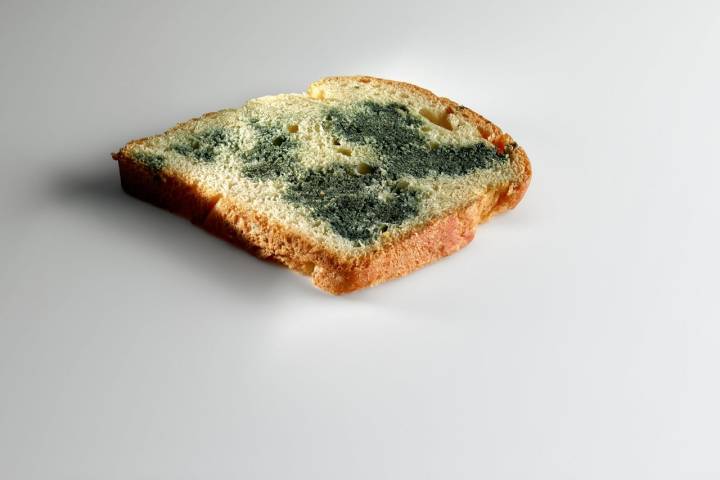 Un pan 'brioche' inoculado con 'penicillium roqueforti', un hongo que se usa en los quesos azules. Foto: Mugaritz.