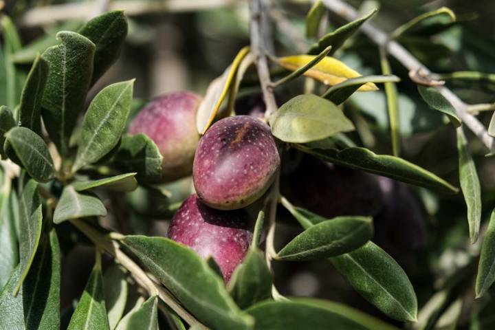 Aceitunas de la zona de poniente en Granada.