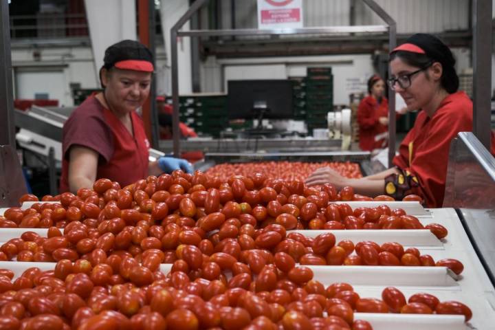 Mujeres seleccionando tomates en la Cooperativa de La Palma.