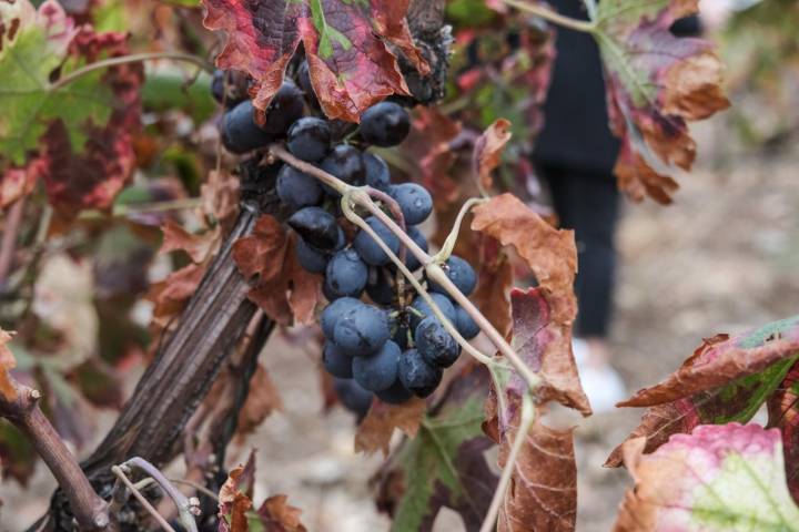 Uva cinsault en una de las viñas de Bodega Toral.