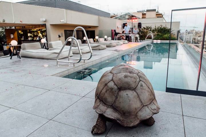 La tortuga, obra de Dirk Claessens, parece a punto de darse un buen baño.
