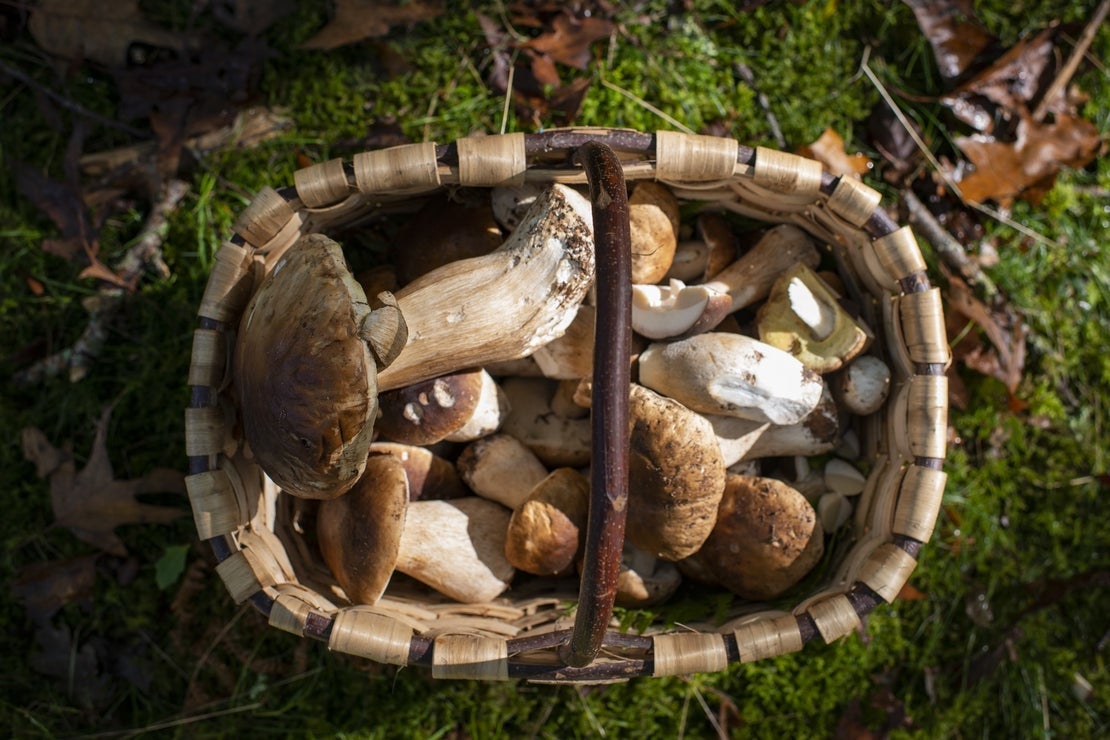 Recetas con setas: ensalada de ave con salsa de boletus y boletus en fondo  de carne con yema | Guía Repsol