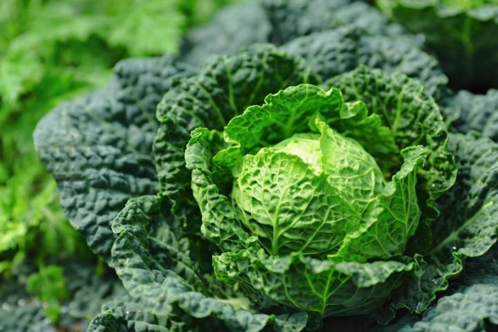 ¡Dale una oportunidad a las verduras de olor! Foto: Shutterstock.