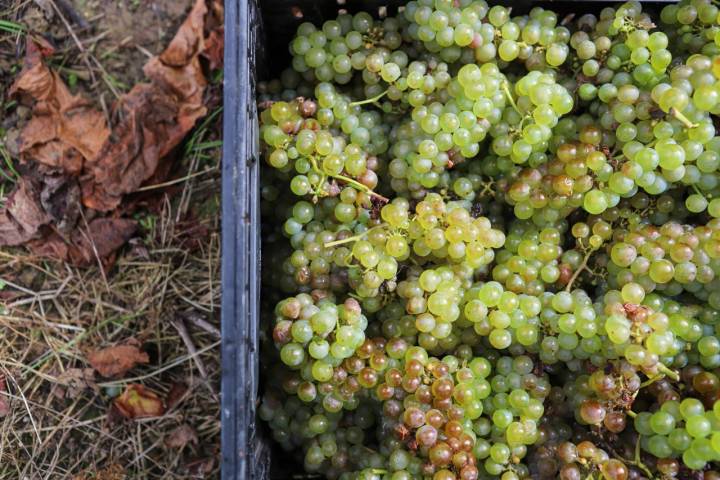 Con estas uvas se elabora un txacolí que ha sido elegido “el mejor vino blanco del mundo”.