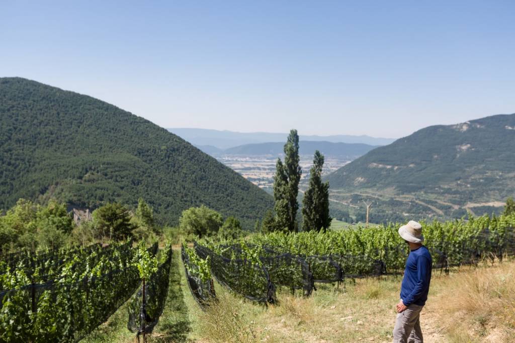 Entre vinos de altura