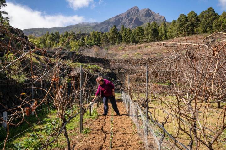 Viñedos de Bodegas Ferrera en el paraje protegido de Siete Lomas (Arafo).