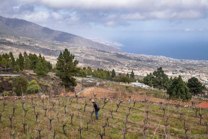 Vistas del Valle de Güímar desde Bodegas Ferrera (Tenerife).