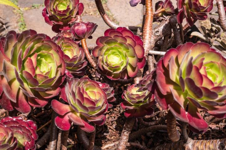 Verodes plantadas en la Casa del Vino de Tenerife