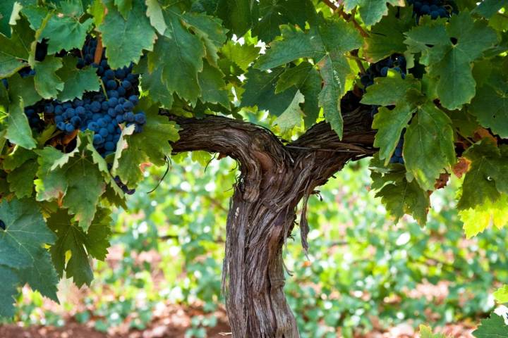 Las variedades de uvas de esta zona son Xarel·lo, Parellada y Macabeo.