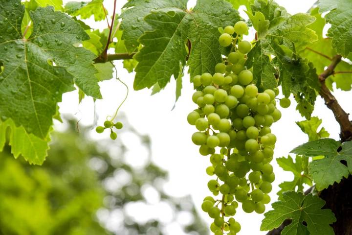 La uva albariña que utiliza en su ginebra.