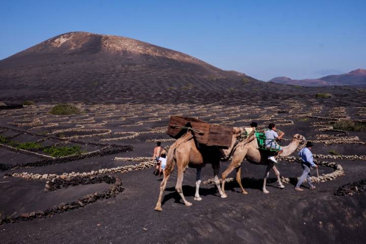 Camellos en la Fiesta de la Vendimia Tradicional.