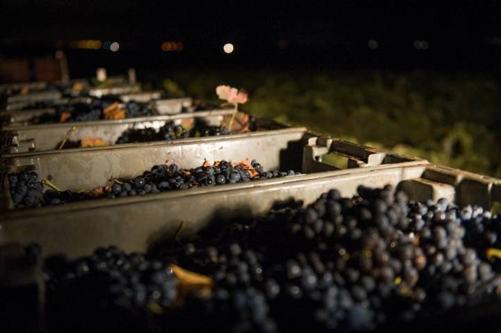 La razón de vendimiar durante la noche es para recoger la uva a no más de 14 grados.