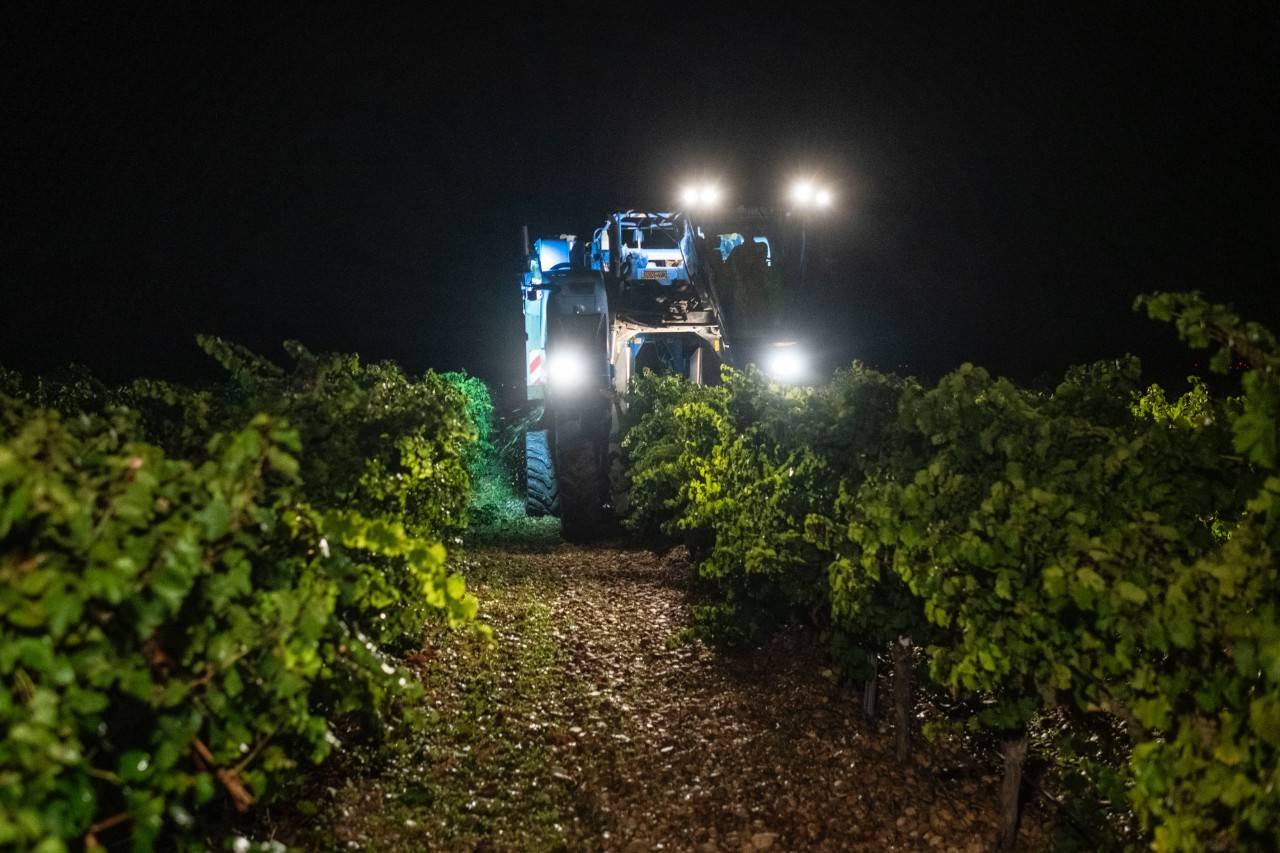 Máquina cosechadora pasando por encima de las viñas