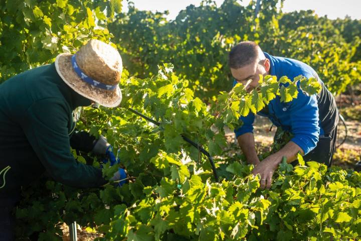 Dos vendimiadores recogen a mano uvas en un pago de bodegas Muelas