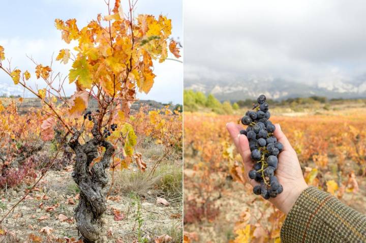 Bodega Bideona (Rioja Alavesa): uvas en los viñedos