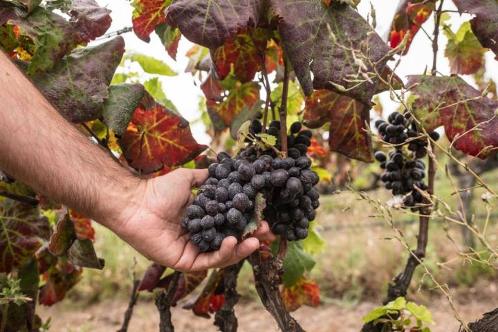 Racimos de uvas de los viñedos de OCAMPO (Tacoronte, Tenerife).