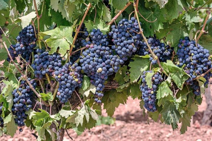 Vins Familia Ferrer: uvas en las viñas de Mediona