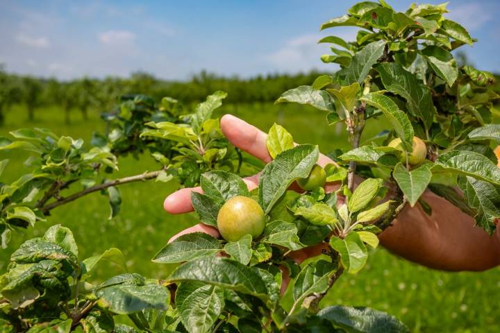 Los manzanos aún jóvenes, tienen ya frutos.