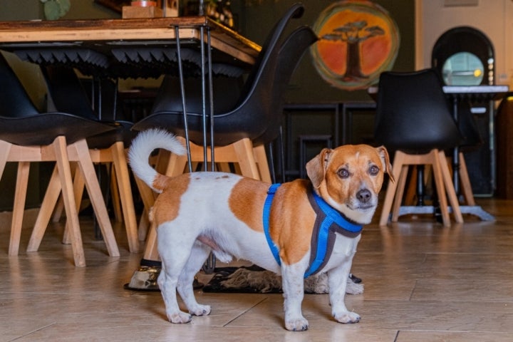 Humanos y animales están admitidos en 'Baobab'. Foto cedida Humanos y animales están admitidos en 'Baobab'. Foto cedida