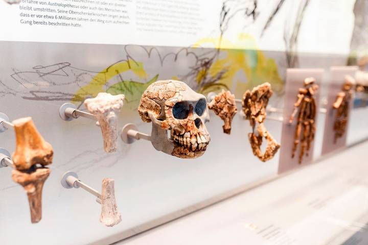 Detalles del Museo de Evolución Humana. Foto: Shutterstock