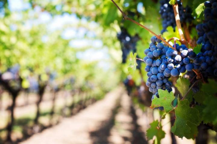 La vida de los riojanos ha girado tradicionalmente alrededor del cultivo de la uva y la elaboración del vino. Foto: Facebook 'Bodegas Franco-Españolas'
