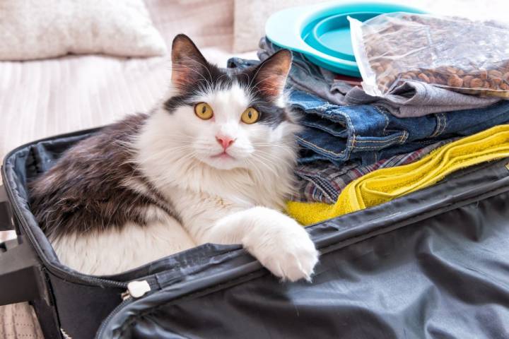 Viajar con nuestro gato no es misión imposible. Foto: shutterstock.