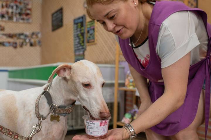 Un perro prueba el gazpacho helado de Miguitas