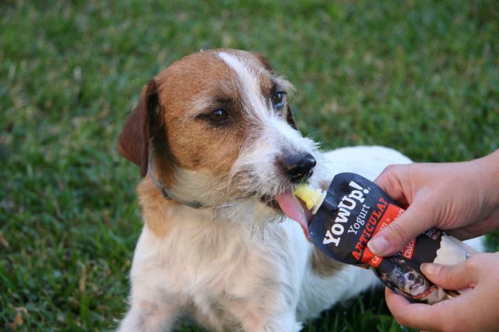 Un perro comiéndose uno de los yogures de YowUp!