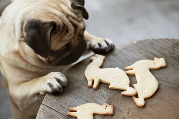 Atrévete con la cocina y prepara alguna receta para tu mascota. Foto: Shutterstock.