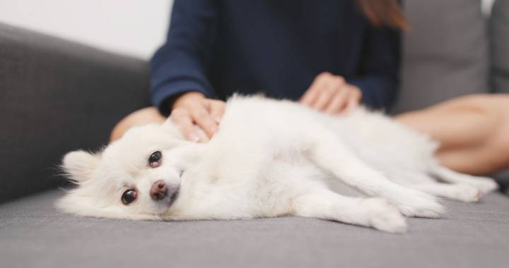 Nadie se resiste a un buen masaje. Foto: Shutterstock.