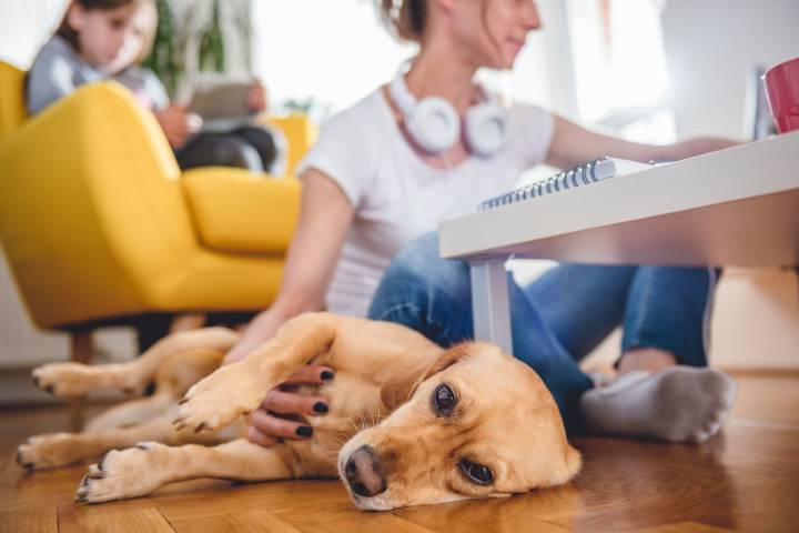 Te proponemos varias actividades caseras para mejorar la cuarentena con tu perro. Foto: Shutterstock.