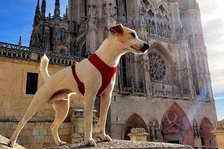 Burgos es una de las ciudades que Pablo y Pipper incluyeron en la ruta. Foto: Instagram Pipper