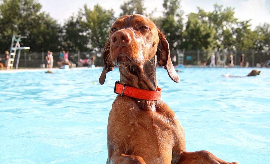 5 Consejos para comprar una piscina para tu perro