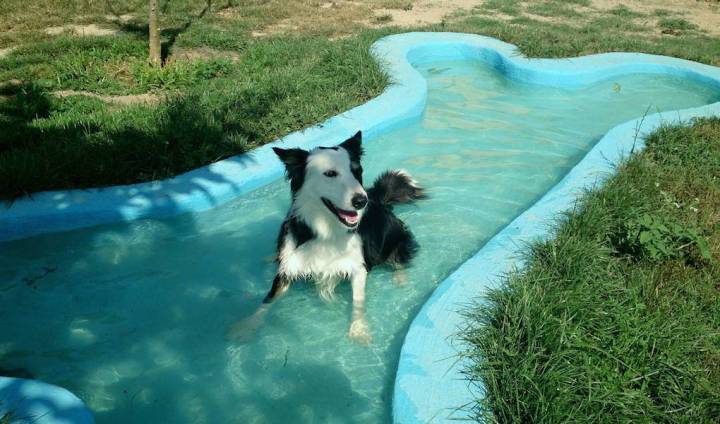 Las 6 mejores piscinas para perros de  y otras tiendas de