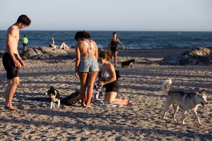 Grupo Playas caninas