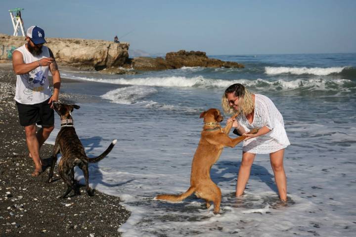 La provincia de Málaga cuenta con ocho playas caninas repartidas en seis municipios.
