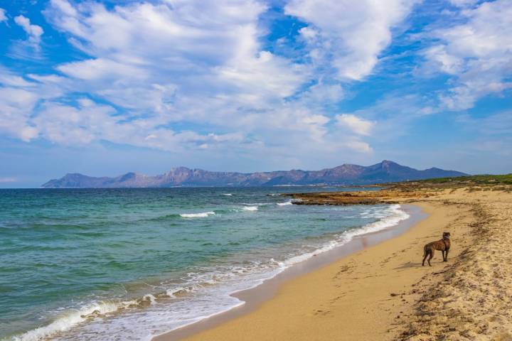 Playas para perros en el Mediterráneo Mallorca Picafort