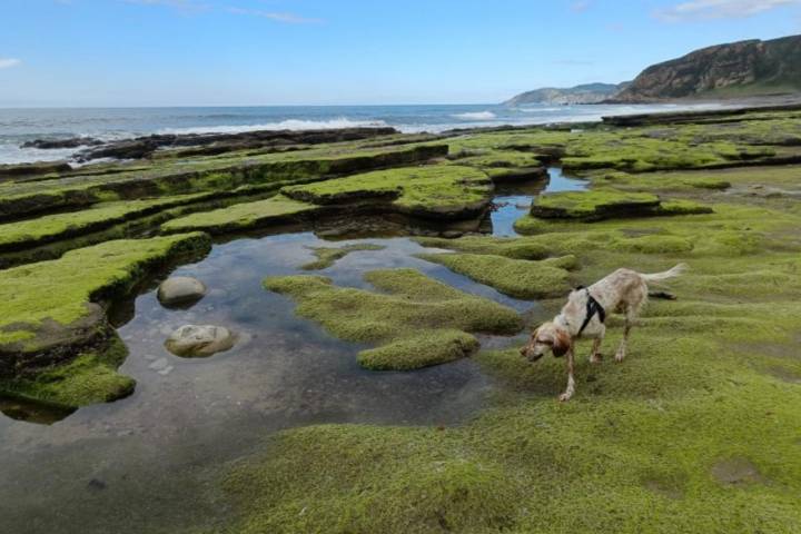 La perrita Kea en la playa de Azkorri (Getxo)