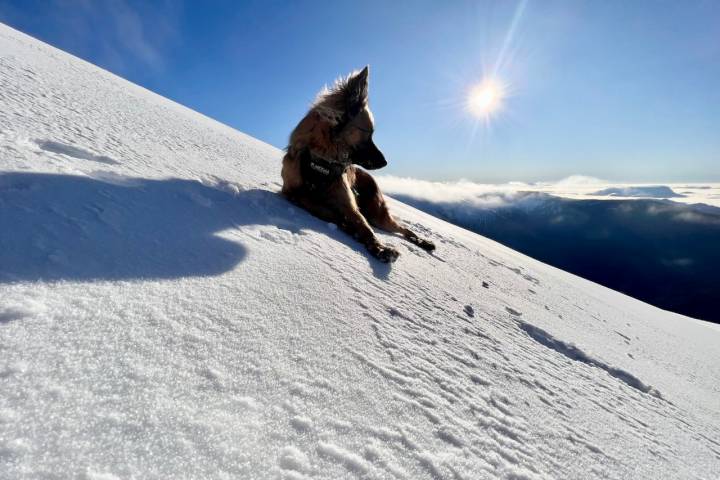 Ruta perro nieve