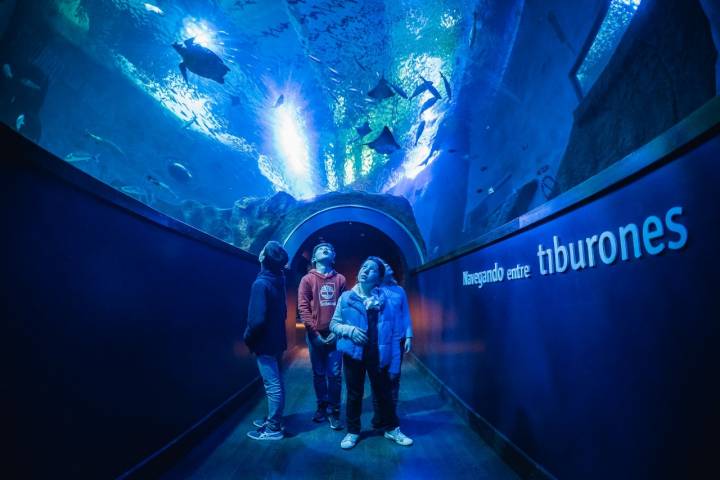 Túnel de tiburones