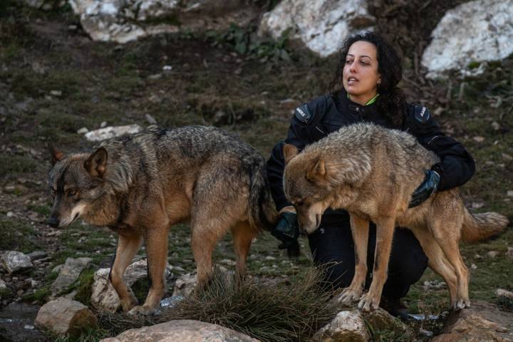 Los lobos tratan a sus cuidadores como uno más de la manada. En la foto, Esther Marqués, del equipo de manejo.