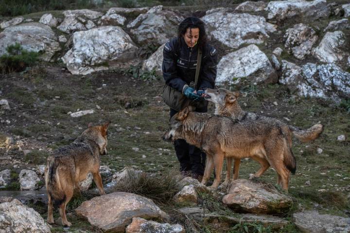 Los lobos junto a Esther Marqués, del equipo de manejo.