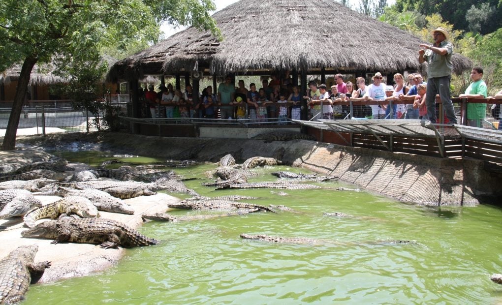 Cocodrilo Park: cocodrilos al calor de Torremolinos | Guía Repsol