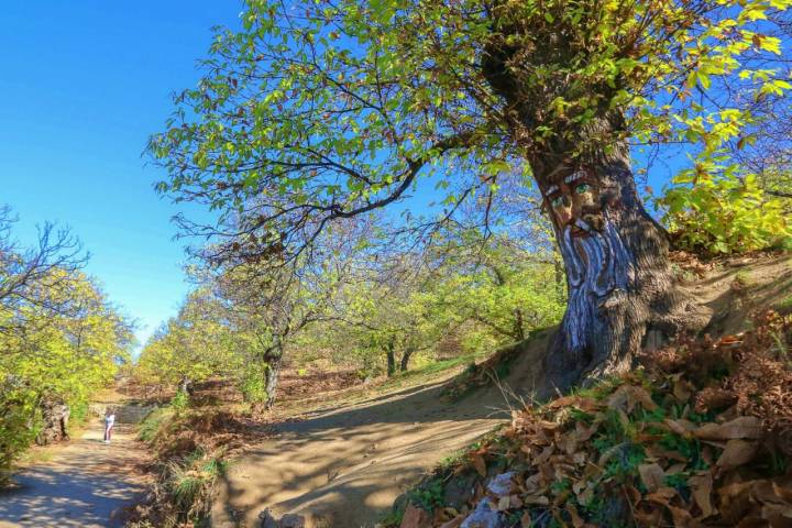 Bosque Encantado de Parauta