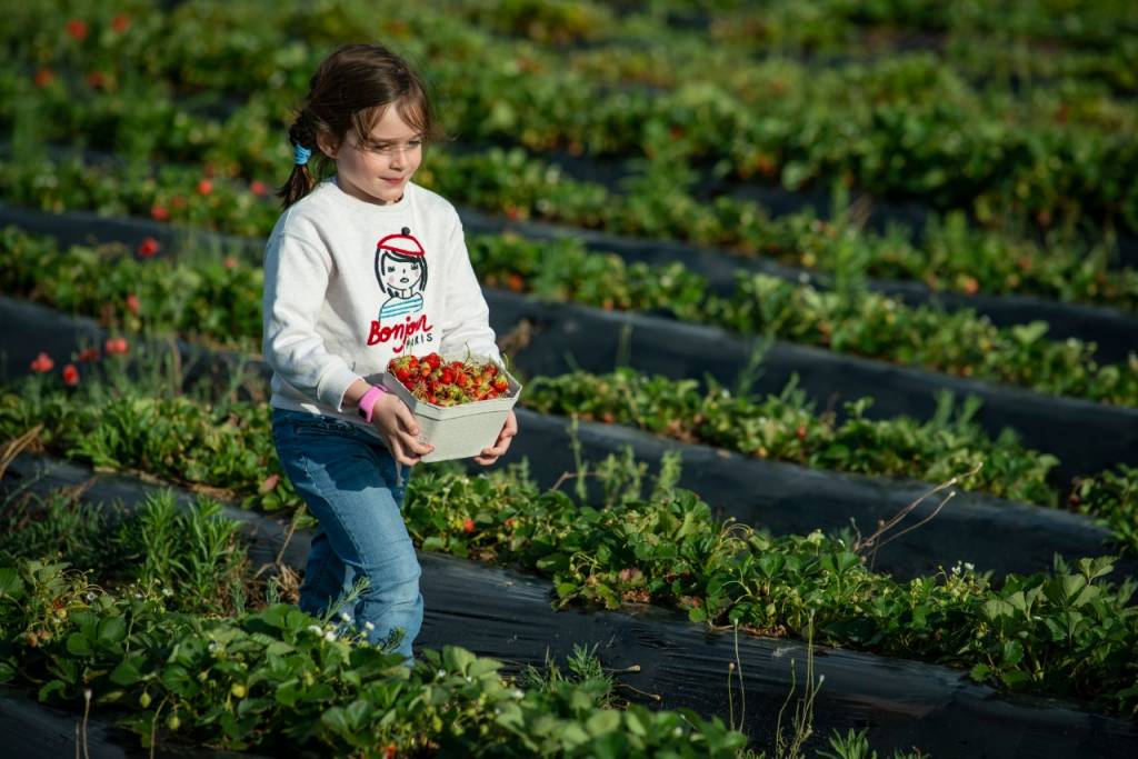 Fresas que saben a chuches