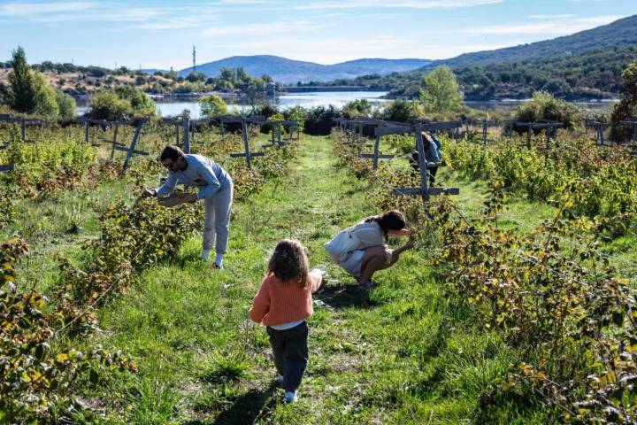 Una familia recolectando frutas rojas en la finca Ecos del Lozoya (Madrid).