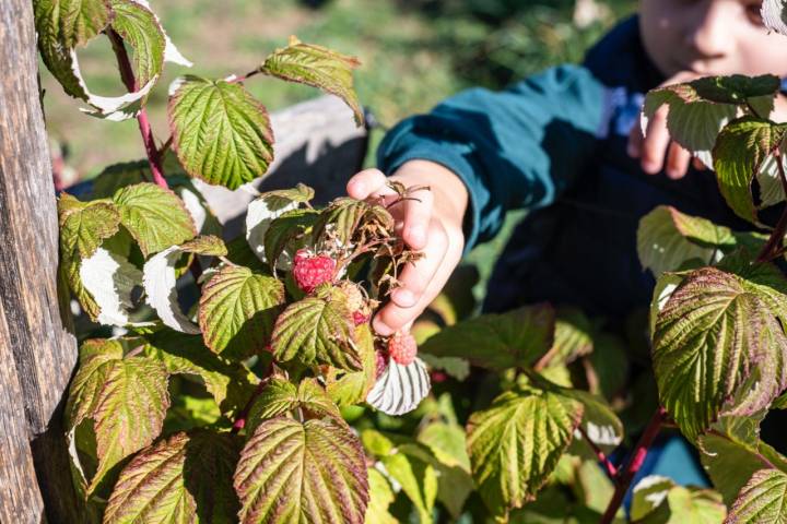 Cogiendo una frambuesa en la finca Ecos del Lozoya (Madrid).