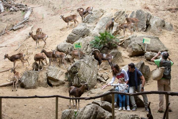 visitantes y muflones en ecoreserva de ojen
