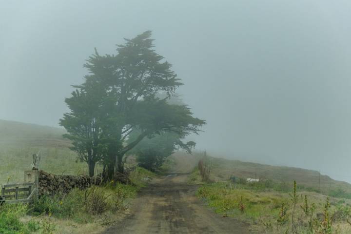 Los árboles de El Hierro cuentan la historia de la isla.