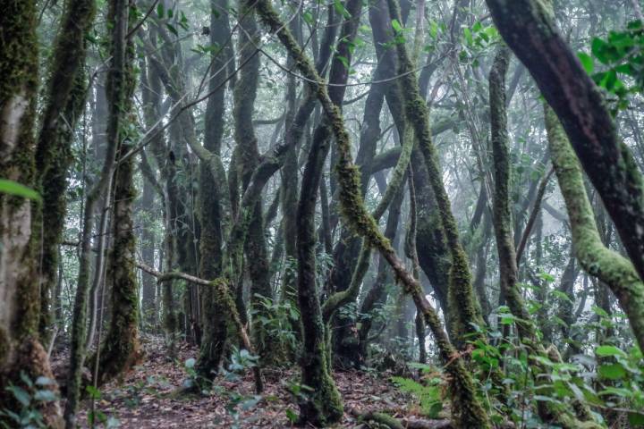 La niebla de los bosques de Garajonay anima la mitología de la isla.